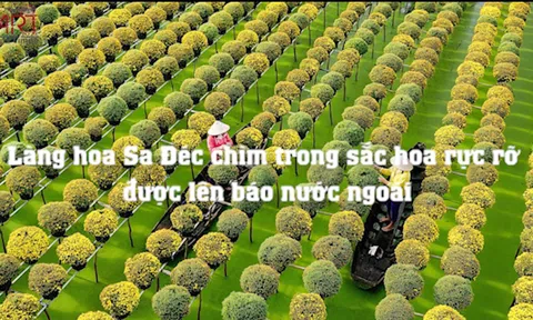 Làng hoa Sa Đéc chìm trong sắc hoa rực rỡ được lên báo nước ngoài