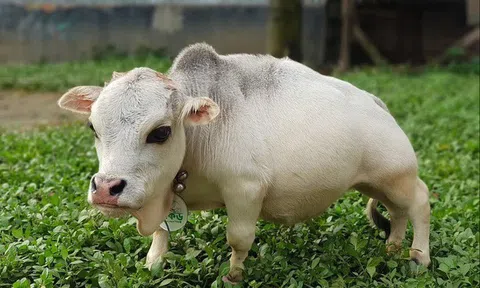 Độc đáo: Chú bò có kích thước siêu nhỏ nhất thế giới, chỉ cao 51cm