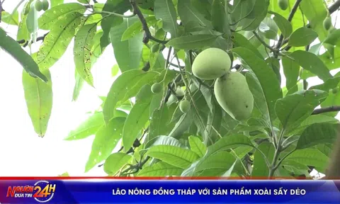 Lão nông Đồng Tháp với sản phẩm xoài sấy dẻo